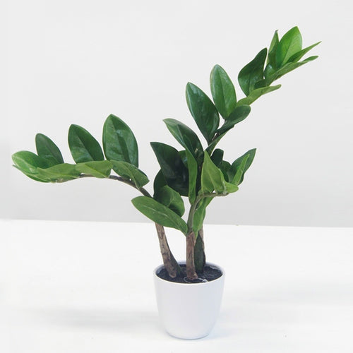 Potted Artificial Zamifolia