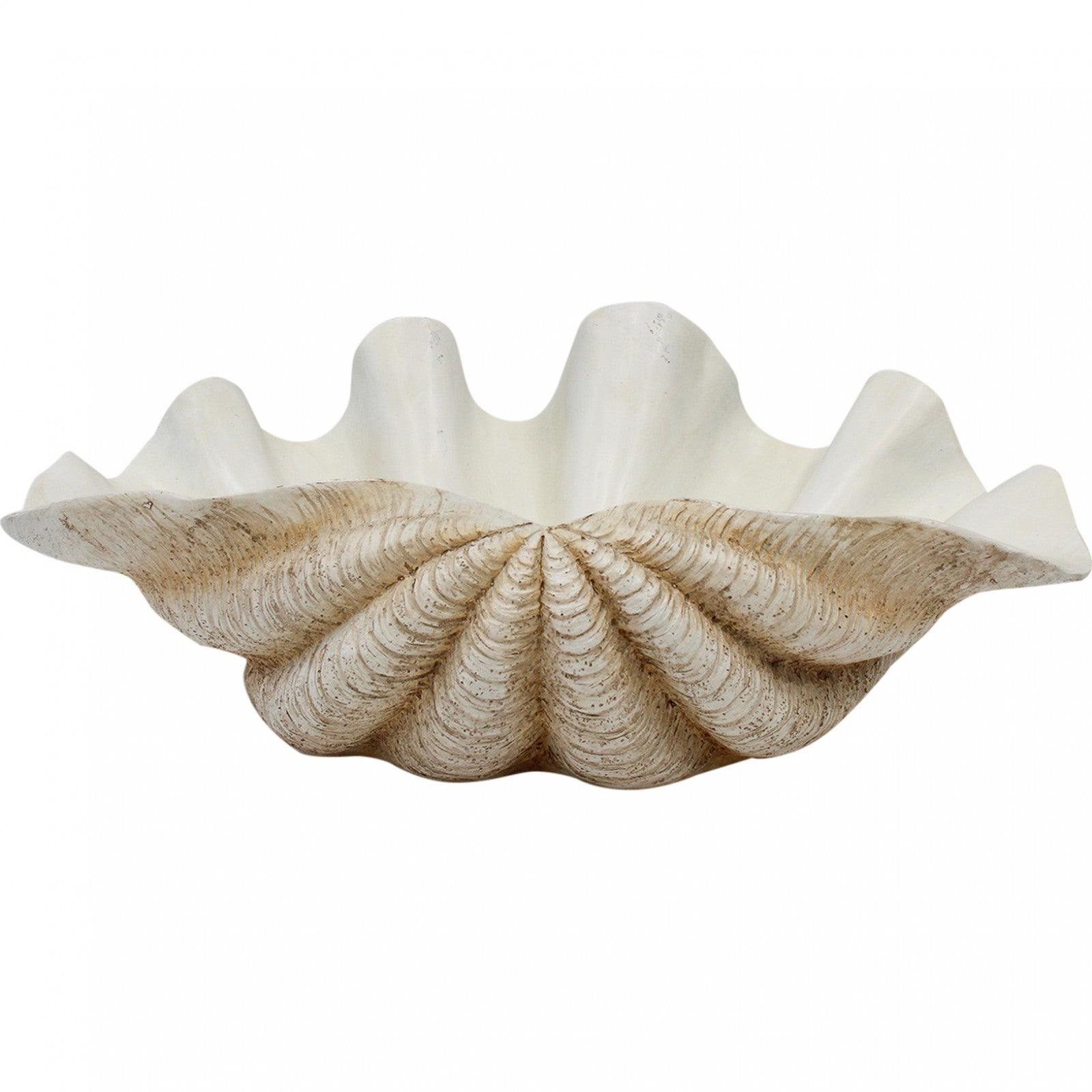 Clam Shell XL Natural – Northampton-nz