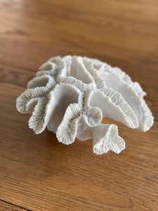 Coral Decorative